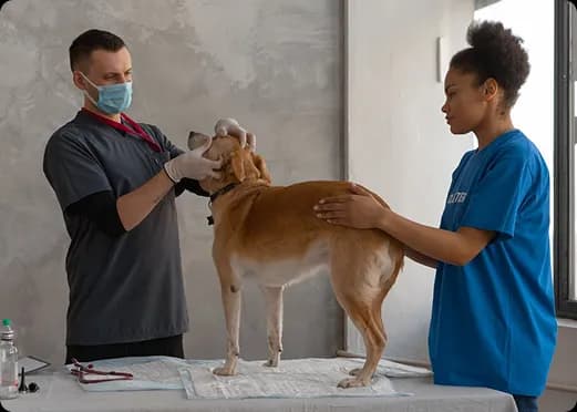 Veterinary